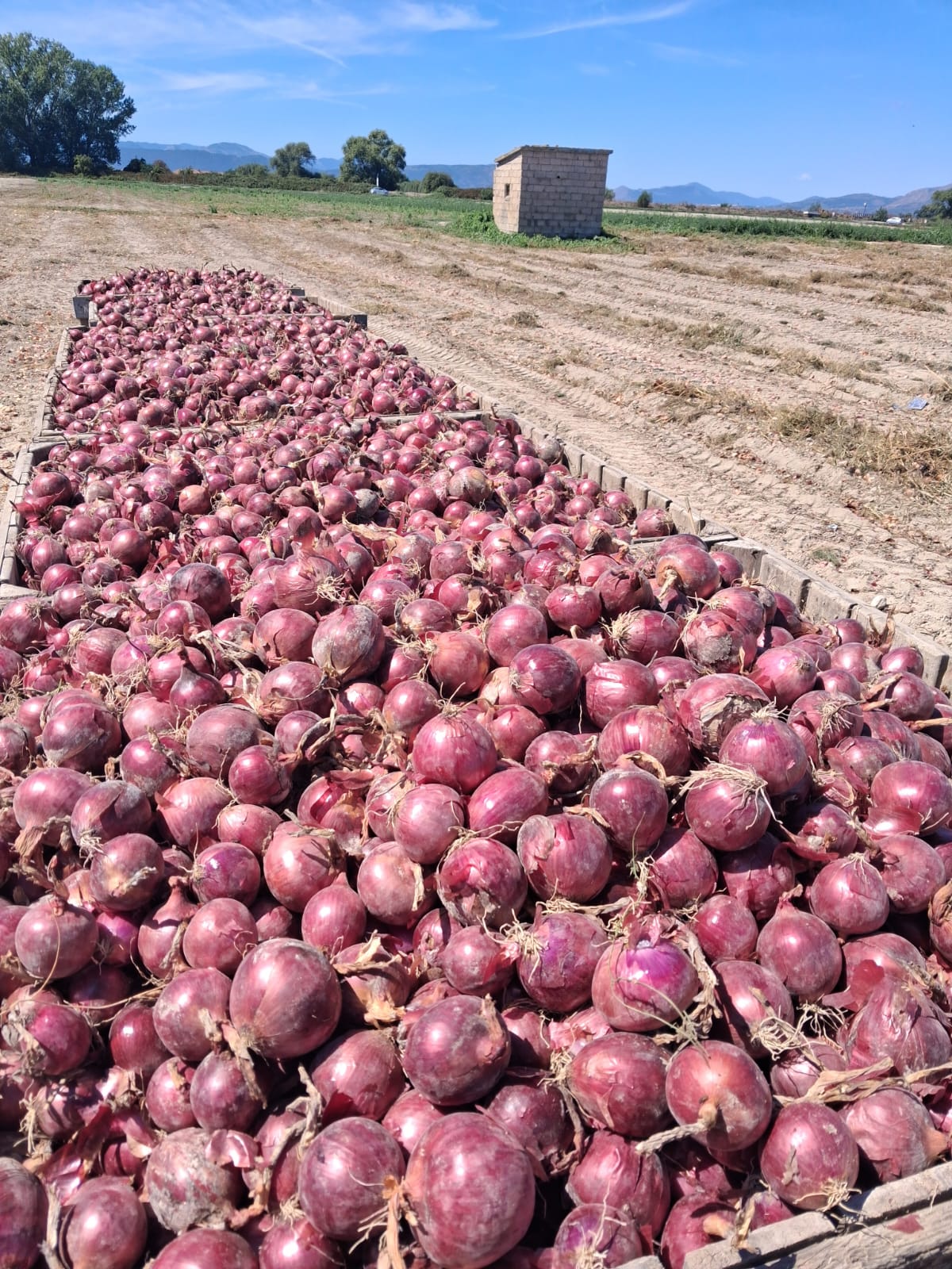 Cipolle 5 Kg
